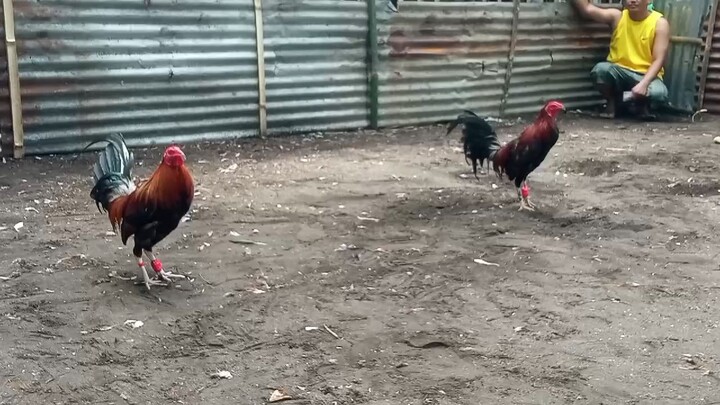 BISAYANG MANOK PULA..WIN