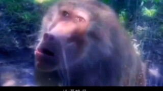 猴哥后来穷极一生寻找那天的秘密，命运的齿轮开始转动