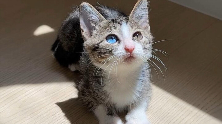 The changes in a stray kitten over two weeks after being rescued