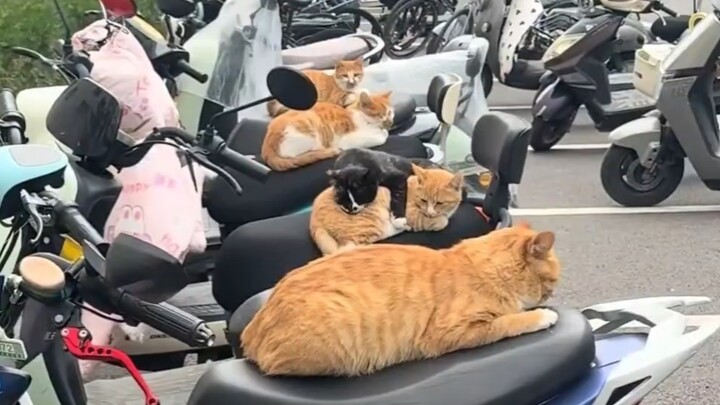 Sepeda listrik di kampus dipenuhi banyak kucing