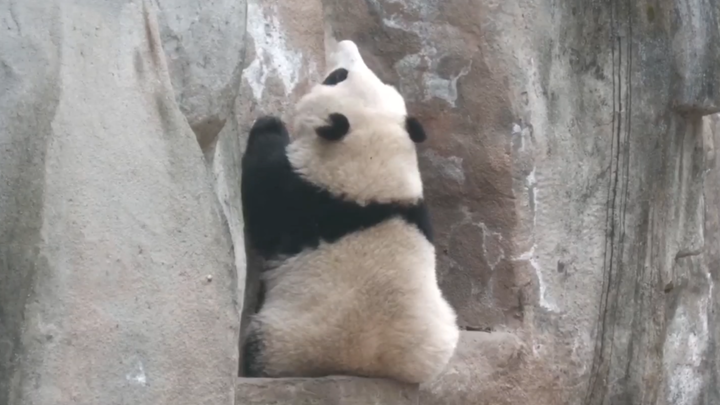 [Panda] He Hua: I'm Hungry! When Are We Going to Eat?