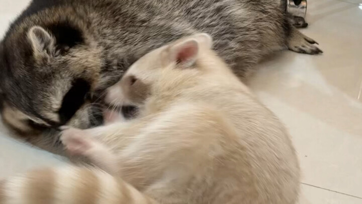 قاتل شبه لحمي vs مقاتل لحمي خالص #راكون