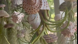 见过最炸裂的盆栽