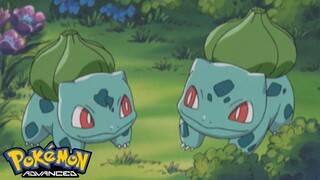 Pokémon AG Tập 350: Fushigidane và Fushigidane! Lấy lại những quả cầu Pokemon!! (Thuyết Minh)