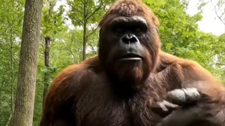 Gorilla 🦍 first vlog