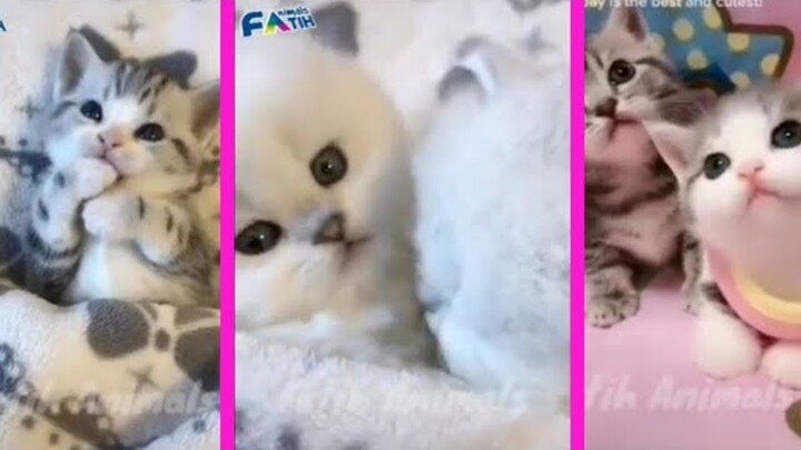 Kumpulan tik tok kucing lucu viral 2020