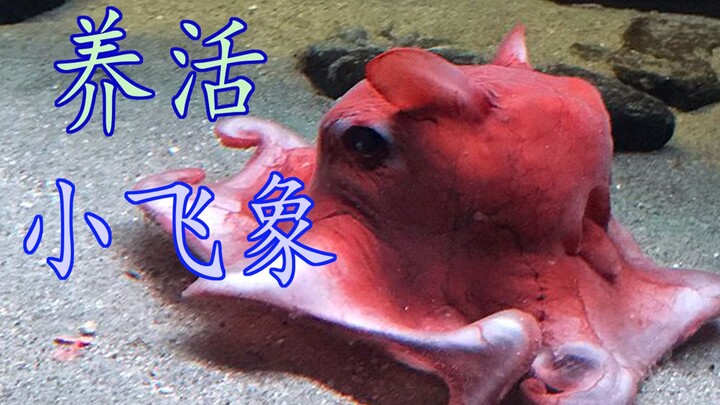 Bisakah Gurita Gajah Kecil yang Menggemaskan Dipelihara? [Waktu Sains oleh Lan Xiong]