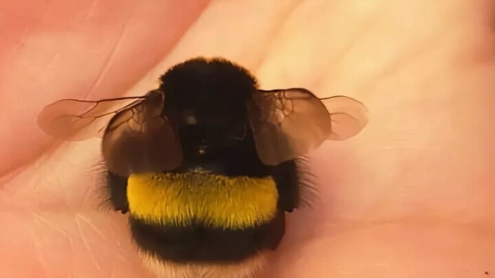 The bumblebee’s tale teaches us that exercise alone won’t help you lose weight (2)