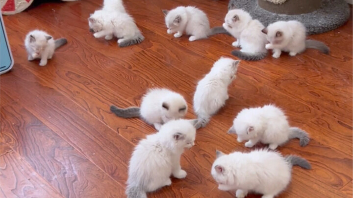 Adegan para anak kucing bersama-sama mencuci muka benar‑benar menggemaskan!!