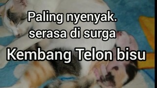 kucing ini paling nyenyak serasa di surga