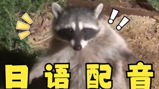 Strange little raccoon, but Japanese version