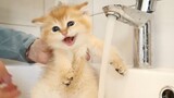 [สัตว์]ครั้งแรกที่อาบน้ำให้ลูกแมว,มันไม่กล้าที่จะขยับตัว