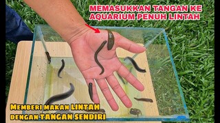 EKSPERIMEN: LINTAH vs TANGAN.. Memasukan TANGAN ke Aquarium Penuh LINTAH