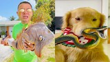 Thú Cưng TV | Tứ Mao Đại Náo #65 | Chó Golden Gâu Đần thông minh vui nhộn | Pets cute smart dog