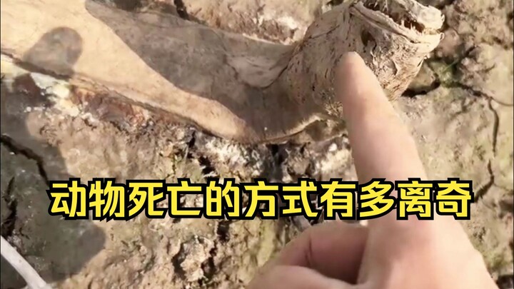 การพิสูจน์สาเหตุการตายอันพิสดารของสัตว์ 22