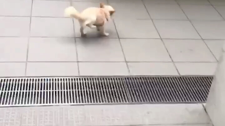 The dog seems very afraid of crossing the ditch, but it has to overcome it.