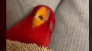 Today’s 🍅Red birb wuewuewuewue