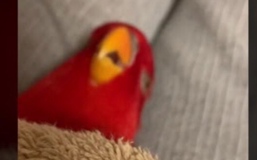 اليوم 🍅 طائر أحمر ووووووو