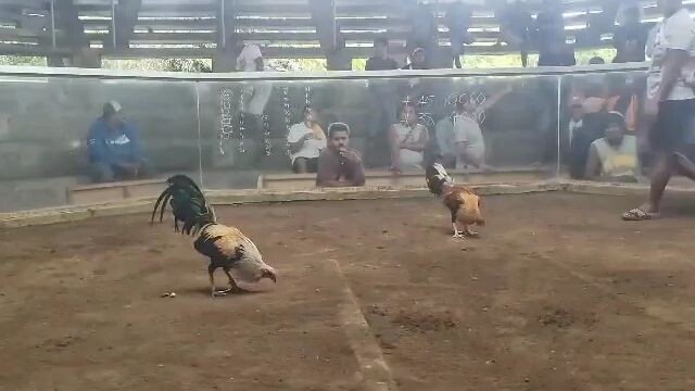 25 m grey nakasahan..Hindi natibag ng bulik