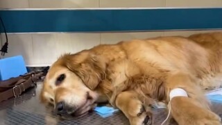 Kisah tentang anjing Golden Retriever ini terlalu berliku-liku untuk saya ceritakan.