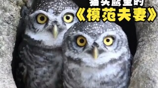 猫头鹰里的模范夫妻-横斑腹小鸮