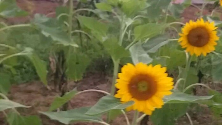 the beauty of iloilo