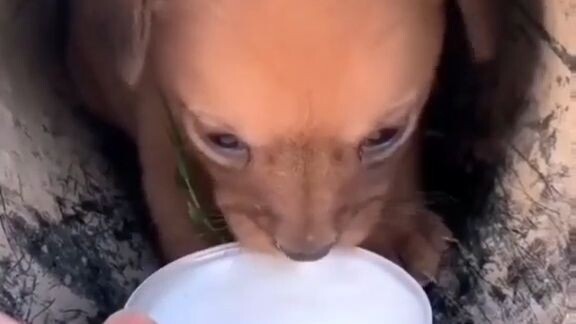 Cute puppy rescue video  | Video penyelamatan anak anjing yang lucu