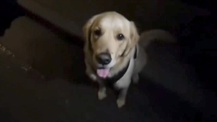 Trở thành tỷ phú? Cùng chú chó của bạn dấn thân vào hành trình săn quỷ? Lựa chọn của bạn là...?