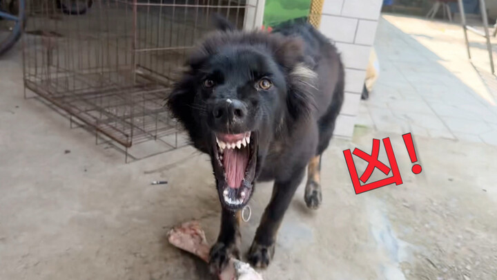 Anjing Gembala Jerman yang protektif terhadap makanan hendak menggigit orang, langsung diberi satu t