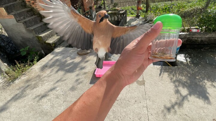 Young man learns how to summon birds—call them, and they come.