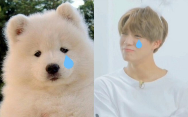 ｡°(°.◜ᯅ◝°)°｡Tổng hợp những khoảnh khắc tủi thân của cún con