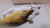 The cute kitten is resting hugging the fish | Sweet video with the kitty