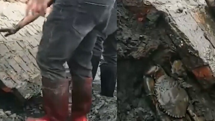 Seorang perempuan pulang kampung untuk merayakan Tahun Baru Imlek, sang kakak menemukan kepiting rak