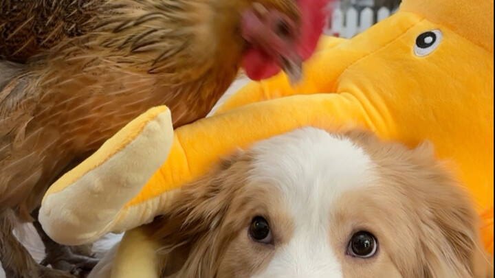 Sheng Nan: Based on the Chinese zodiac, you have to come after me!