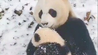 当熊猫妈妈闻到宝宝滂臭的屁屁后，瞬间就不香了，闻到pipi后一脚踢开了！网友: 爱的时候是真的爱，嫌弃的时候是真的嫌弃！