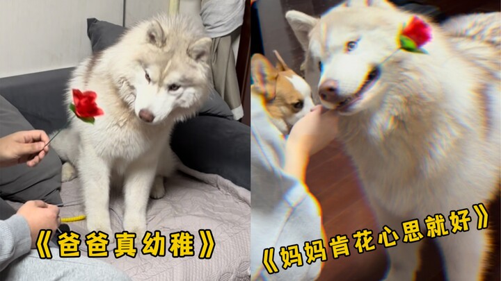 Dad Does a Haircut for the Dog vs. Mom Does a Haircut for the Dog