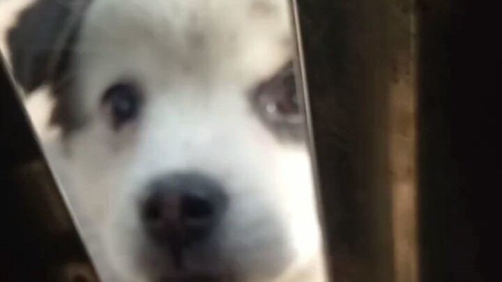 Ini anjing kecil yang hilang, apakah aku harus mengadopsinya?