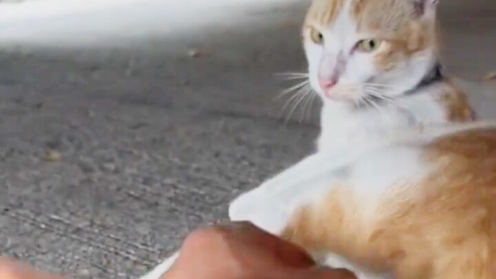 Cat: So I guess I should actually thank you for this.