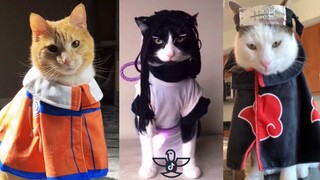 HILARIOUS CAT NARUTO COSPLAY - TikTok Video Compilation