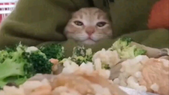 Dunia penuh retak dan rusak, kucing kecil mencicipi asin dan tawar