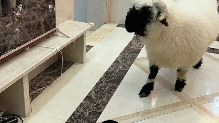 لحسن الحظ، أنا أتفوق عليهم بمهارة.