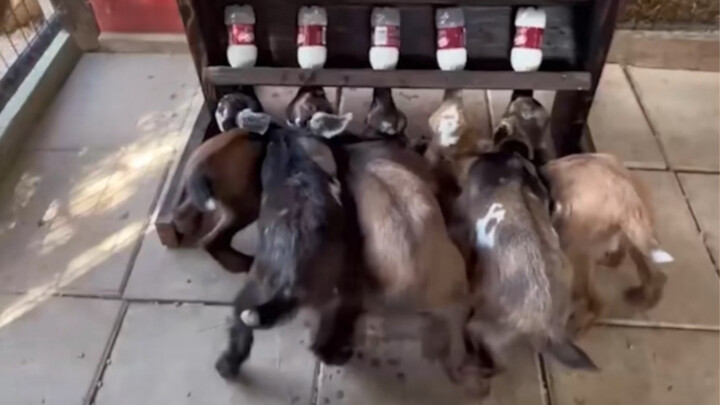 เหล่าแกะดื่มนมจนคอติดขัดเลย