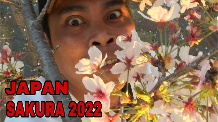 [ JAPAN ] SAKURA 2022 | CHERRY BLOSSOMS 🌸 🌸🌸 #japanvlogs #BiGArLSTV #roadto5ksubs