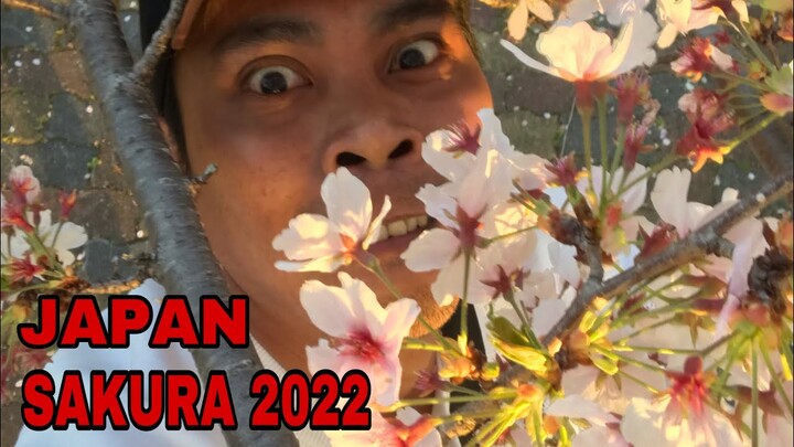 [ JAPAN ] SAKURA 2022 | CHERRY BLOSSOMS 🌸 🌸🌸 #japanvlogs #BiGArLSTV #roadto5ksubs