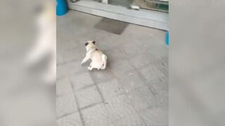 Những con người ngốc nghếch nhất hành tinh #79