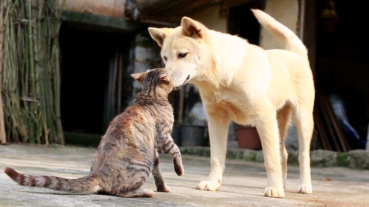 The country mutt sneaks a quick kiss on the tabby cat, only to get decked with a combo punch—and sti