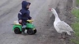 [Animals] Dog VS Kid VS Goose | Who Has the Highest Attack Power?