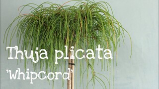 Thuja Plicata ซื้อต้นไม้เพิ่ม สวยถูกใจมาก
