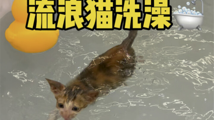 Mengadakan sesi mandi batch kedua untuk kucing-kucing jalanan di lingkungan ini～