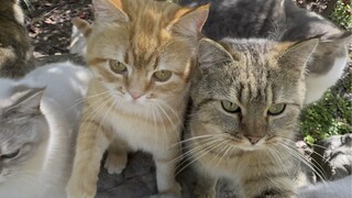 Gue ngakak banget nih, keliatan sekali paniknya. Tiap hari lihat warna hijau di halaman, gue pikir b